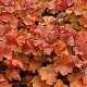 Heuchera Northern Exposure Amber GM P9