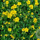 Helianthemum nummularium GM P9