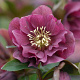 Helleborus o. 'Double Ellen Red' GM P9