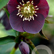Helleborus o. 'Pretty Ellen Purple' GM P9