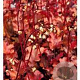 Heuchera 'Peach Flambé' GM P9 BIO