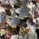 Heuchera 'Rachel' GM P9 BIO