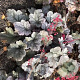 Heuchera 'Silver Gumdrop' GM P9