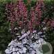 Heuchera 'Silver Gumdrop' GM P9