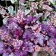 Heuchera 'Shanghai' GM P9