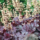 Heuchera 'Shanghai' GM P9