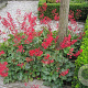 Heuchera sang. 'Leuchtkäfer' GM P9 BIO