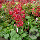 Heuchera sang. 'Ruby Bells' GM P9