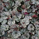 Heuchera 'Silver Scrolls' GM P9