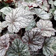 Heuchera 'Silver Scrolls' GM P9 BIO