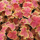 Heuchera 'Tiramisu' GM P9 BIO