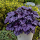 Heuchera 'Wildberry' GM P9