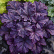 Heuchera 'Wildberry' GM P9
