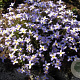 Houstonia caer. 'Millard's Variety' GM P9 BIO