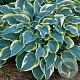 Hosta 'First Frost' GM P9