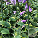 Hosta 'Toy Soldier' GM P9