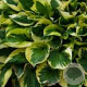 Hosta 'Twilight' GM P9