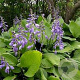 Hosta ventricosa GM P9 BIO