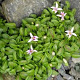 Hypsela reniformis GM P9