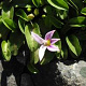 Hypsela reniformis GM P9