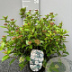 Viburnum tinus 30-40 cm 5,0L