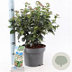 Viburnum tinus 30-40 cm 5,0L