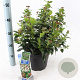 Viburnum tinus 30-40 cm 5,0L
