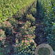 Viburnum tinus 60-80 cm met kluit