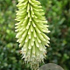 Kniphofia 'Ice Queen' GM P9