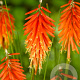 Kniphofia 'Nancy Red' GM P9