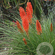 Kniphofia 'Nancy Red' GM P9