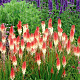 Kniphofia 'Orange Vanilla Popsicle' GM P9