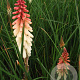Kniphofia 'Orange Vanilla Popsicle' GM P9