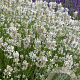 Lavandula ang. 'Nana Alba' GM P9