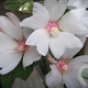 Lavatera 'Barnsley Baby' GM P9