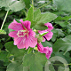 Lavatera 'Bredon Springs' GM P9