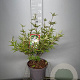 Vitex agnus-castus latifolia 60-80 cm 7,5L
