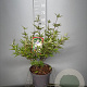 Vitex agnus-castus latifolia 60-80 cm 7,5L