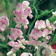 Lathyrus latifolius 'Pink Pearl' GM P9