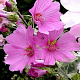Lavatera 'Rosea' GM P9