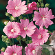 Lavatera 'Rosea' GM P9