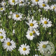 Leucanthemella serotina GM P9