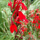 Lobelia cardinalis GM P9