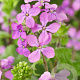 Lunaria annua GM P9