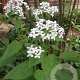 Lunaria rediviva GM P9
