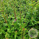 Lythrum sal. 'Zigeunerblut' GM P9