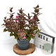 Weigela florida 'Victoria' 40-50 cm 3,0L
