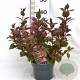 Weigela florida 'Victoria' 40-50 cm 3,0L