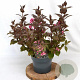 Weigela florida 'Victoria' 40-50 cm 3,0L