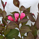 Weigela florida 'Victoria' 40-50 cm 3,0L